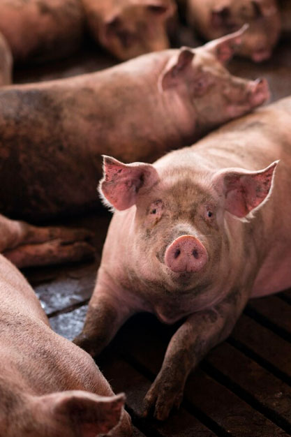 Cinco Libertades del Bienestar Animal AEBA