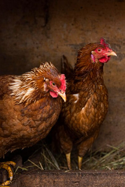 Cinco Libertades del Bienestar Animal AEBA