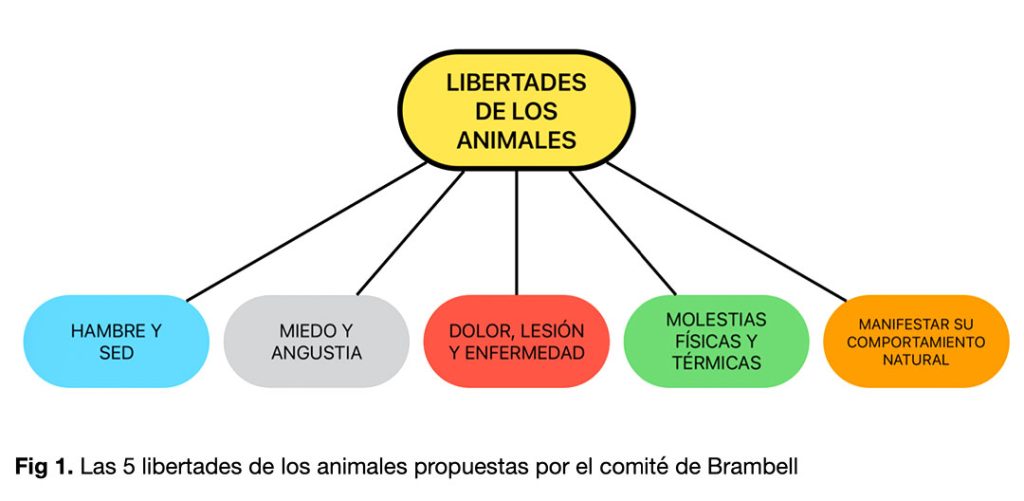 breve historia sobre el bienestar animal AEBA Bienestar Animal Ecuador