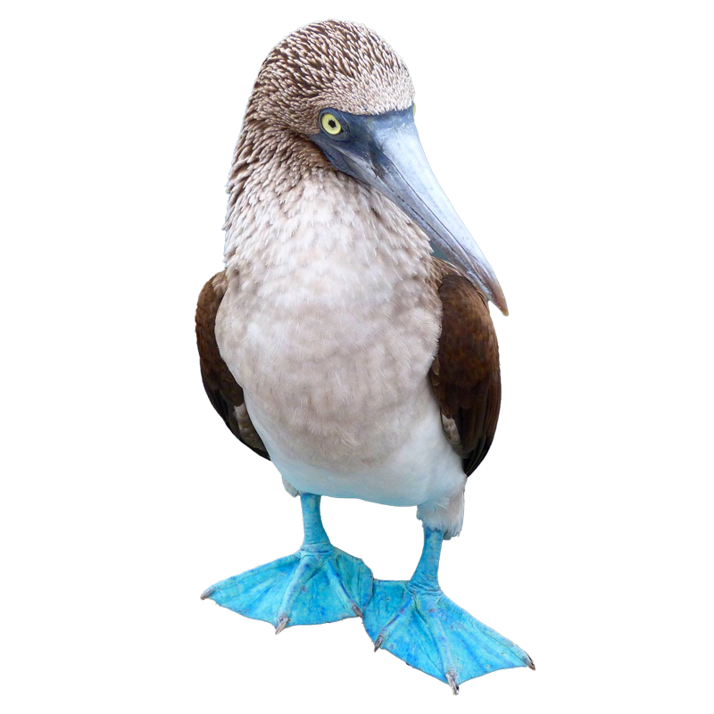 piquero-patas-azules