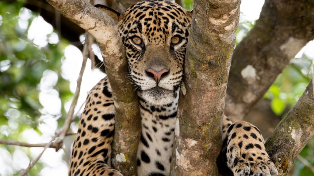 Zoológicos y bienestar animal AEBA